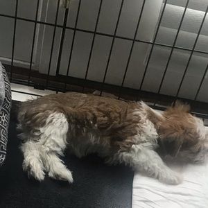 Meet your Posher, Chenita